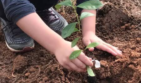 Agência de Meio Ambiente de Ouricuri abre inscrições para curso sobre Produção de Mudas em parceria com o IF