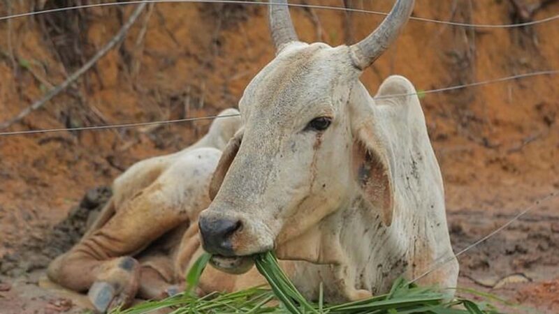 Sertão do Araripe registra quinto caso de raiva bovina em menos de 60 dias