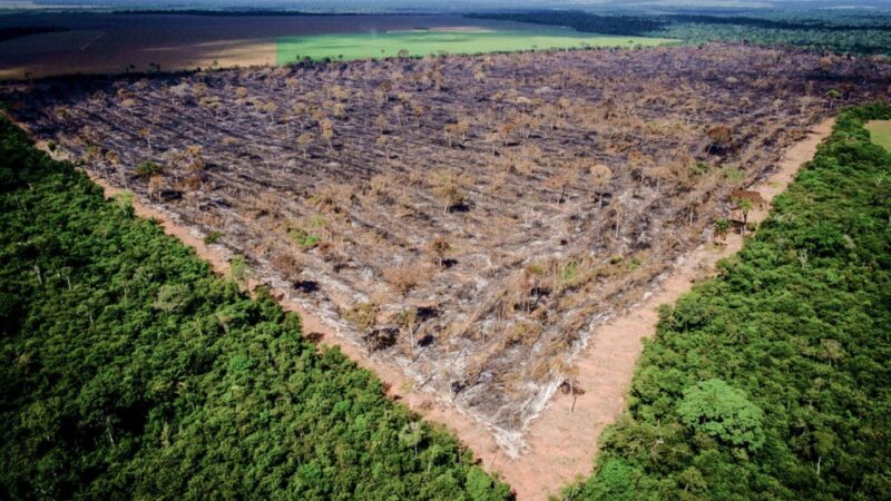 Em 40 anos, Amazônia perdeu área de vegetação do tamanho da França