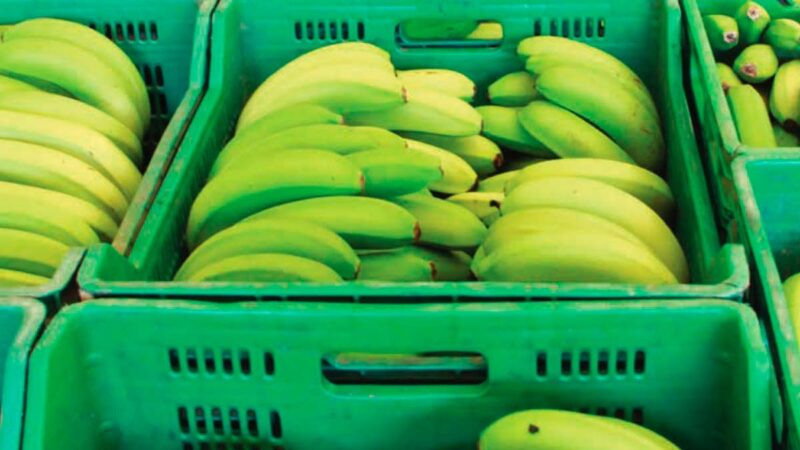 Município de Santa Maria da Boa Vista lidera produção de banana e goiaba no Brasil, aponta IBGE