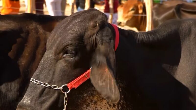 Feira de Animais de Bodocó movimenta R$ 250 mil em negócios