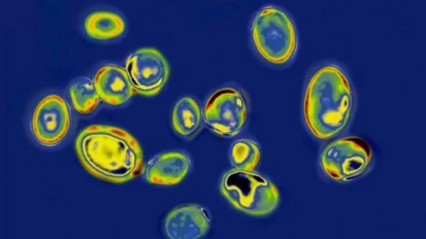Superfungo: SES confirma três novos casos de Candida auris em Pernambuco, com duas mortes