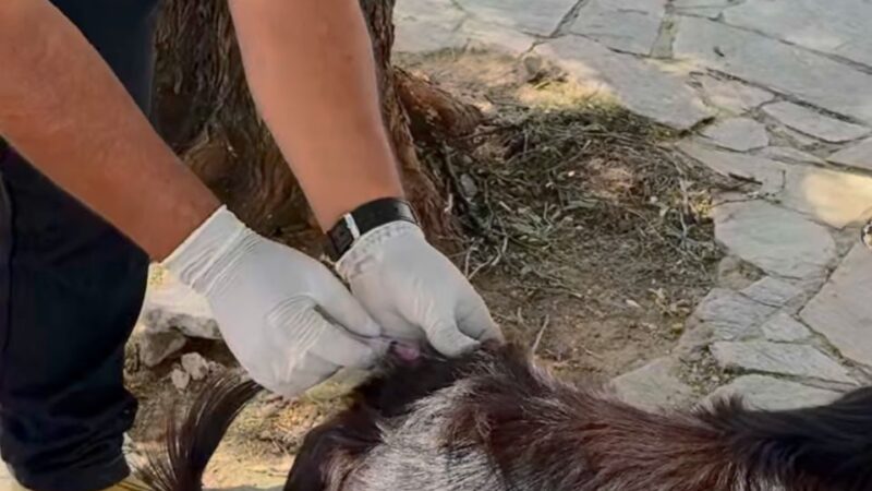 Ouricuri inicia vacinação antirrábica na zona rural com ação inédita porta a porta