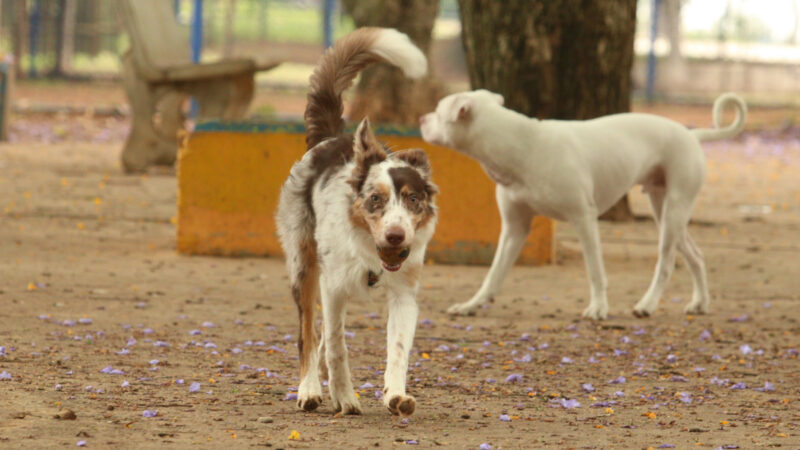 Brasil tem cerca de 30 milhões de animais domésticos abandonados