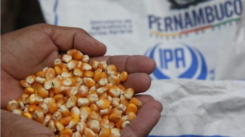 IPA realiza distribuição de sementes nesta quinta-feira em Ouricuri