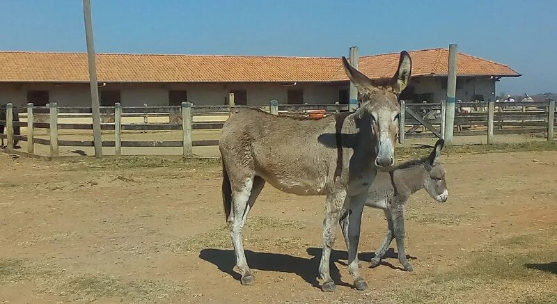 Leite de jumenta ganha destaque científico e surge como alternativa para salvar vidas