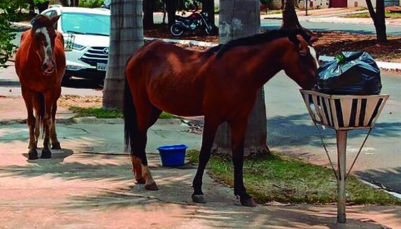 Animais de médio e grande porte soltos nas ruas passam a ser apreendidos em Bodocó