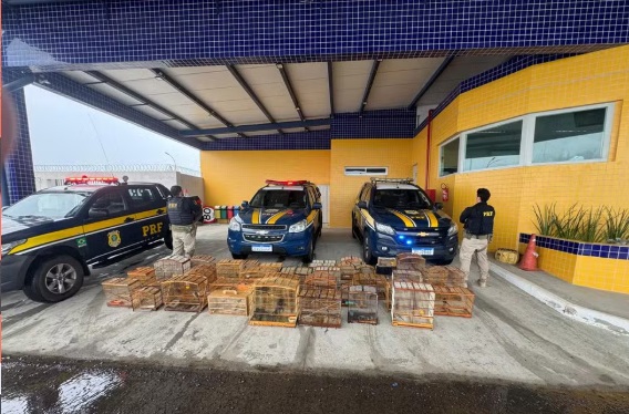 PRF resgata 132 aves silvestres na BR 407, em Petrolina