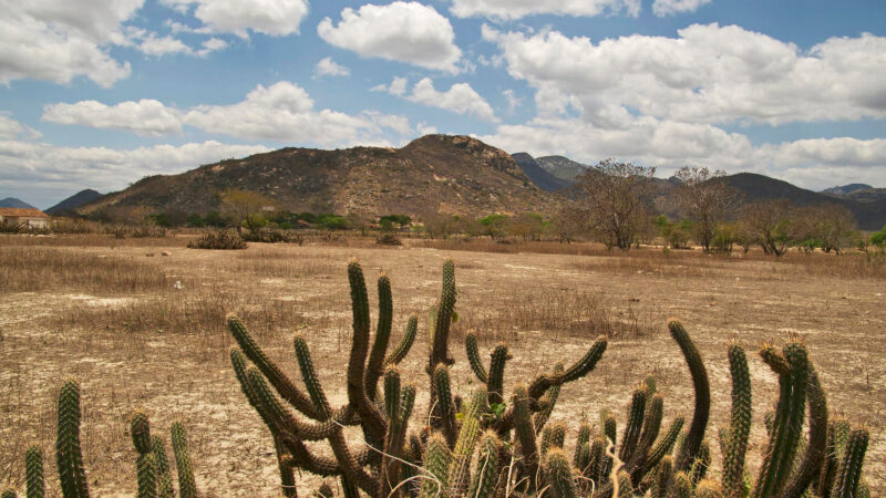 Operação contra desmatamento embarga mais de 2,6 mil hectares em Pernambuco
