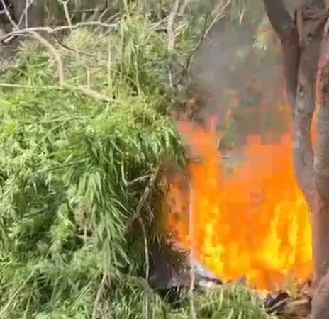 Operação erradica mais de 1,6 mil pés de maconha no Sertão de Pernambuco
