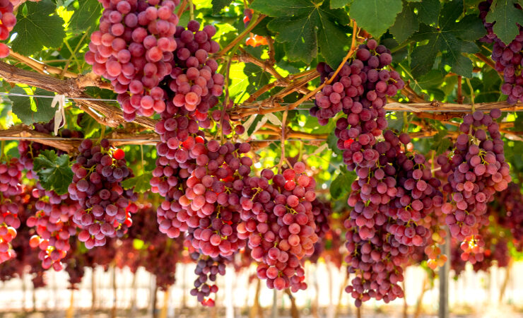 Uvas do Vale do São Francisco terão tarifa zero para a Europa a partir de maio