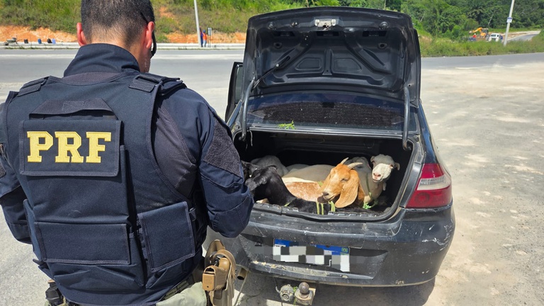 PRF flagra cinco bodes dentro de porta-malas de carro em Pernambuco