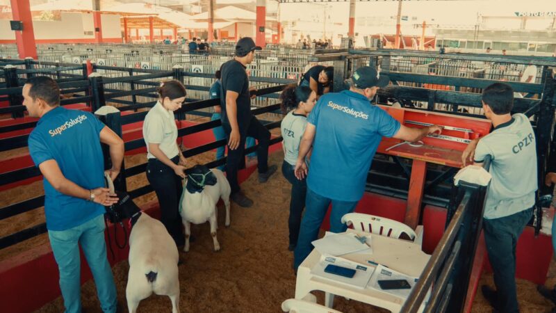 Com mais de 500 baías vendidas Caprishow Dormentes destaca potencial da caprinovinocultura