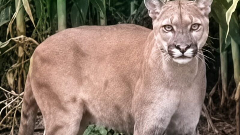 Onça-parda é vista nos sítios Roncador e Cachoeira, na zona rural de Bodocó