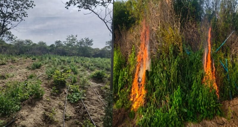Polícia Militar erradica plantação com 20 mil pés de maconha na zona rural de Santa Cruz