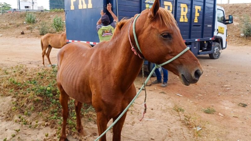 Mais de 5,6 mil animais já foram retirados das rodovias federais em Pernambuco em 2026